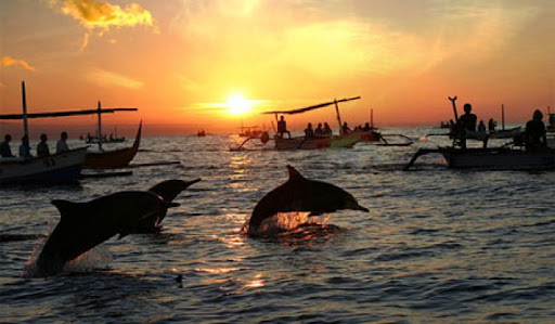 Dolphin Trip Goa